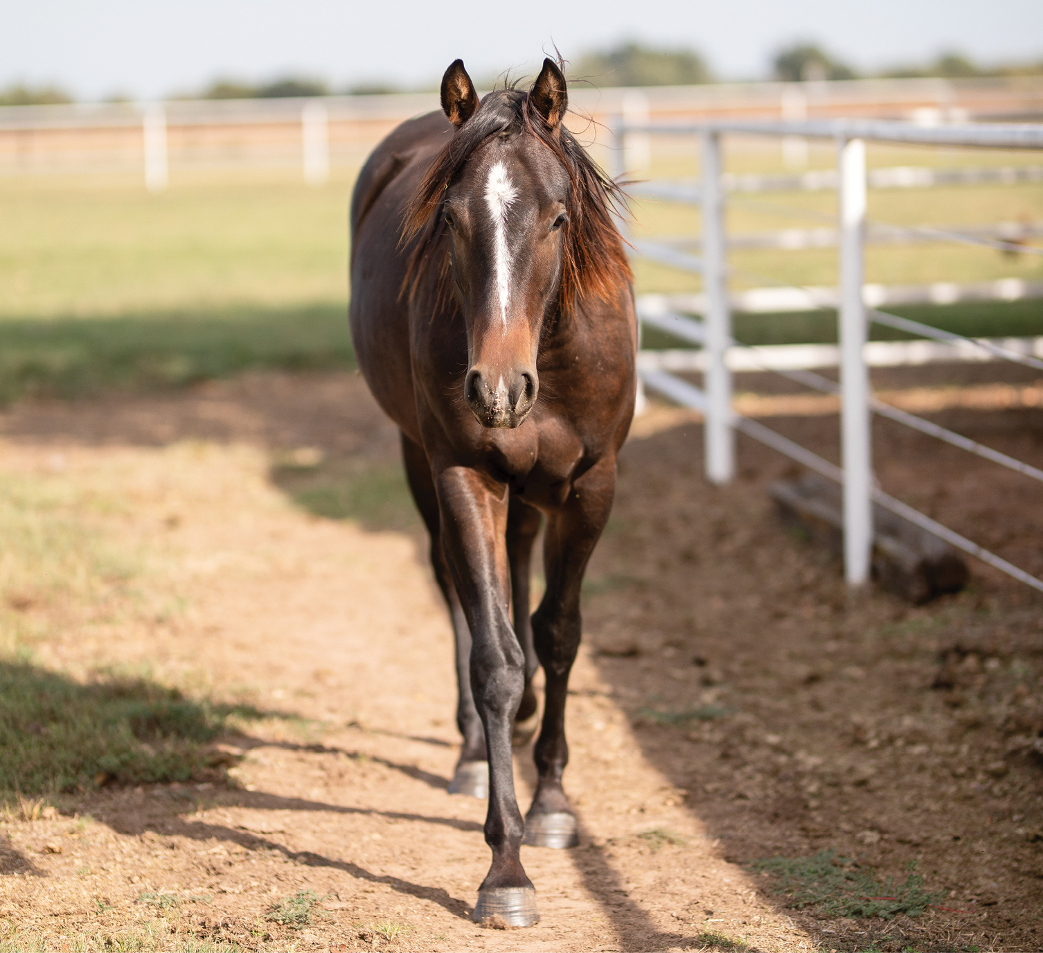 Editor Nichole Chirico's yearling filly Keira, aka Lucky VIntage Chic, walking in a pasture.